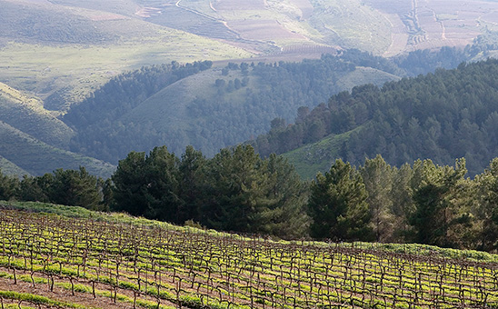 Israeli vineyard with mountains in the background