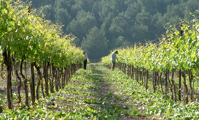 Workers tending a vineyard