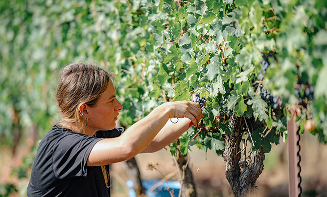 Young woman cutting grapes